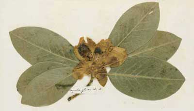 Dall'’Herbarium di Emily Dickinson 