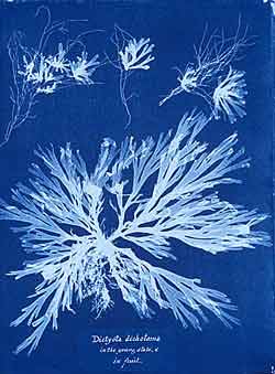 Cianotipia tratta da Photographs of British Algas: Cyanotype impressions di Anna Atkins
